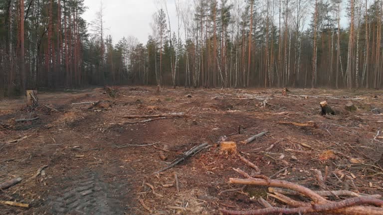 Cleared land after brush and stump work