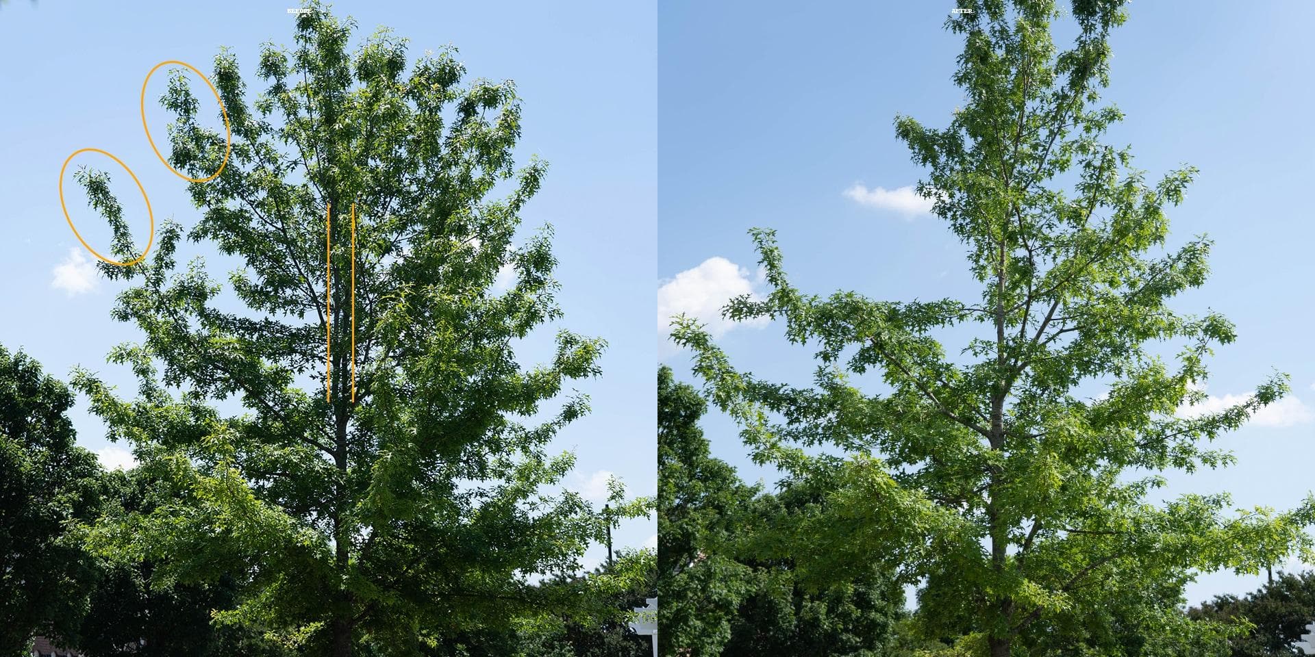 Climber performing structural pruning in tree canopy