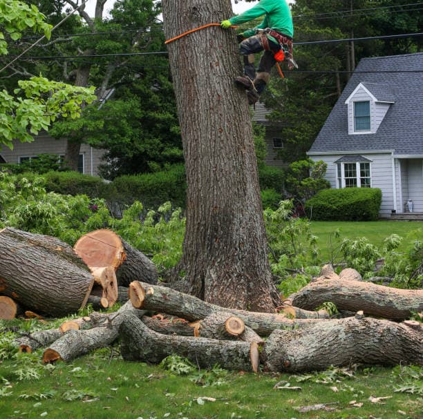 Tree removal near residential home