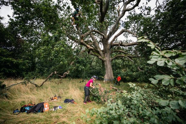 Arborist working high in tree with ropes
